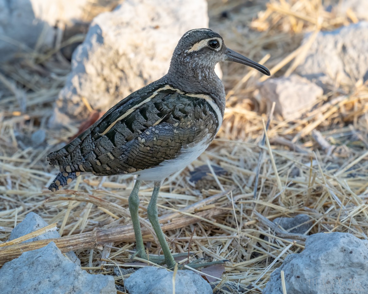 彩鷸 - ML648213639