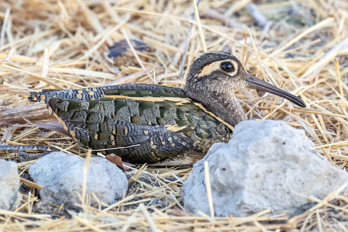 彩鷸 - ML648213640