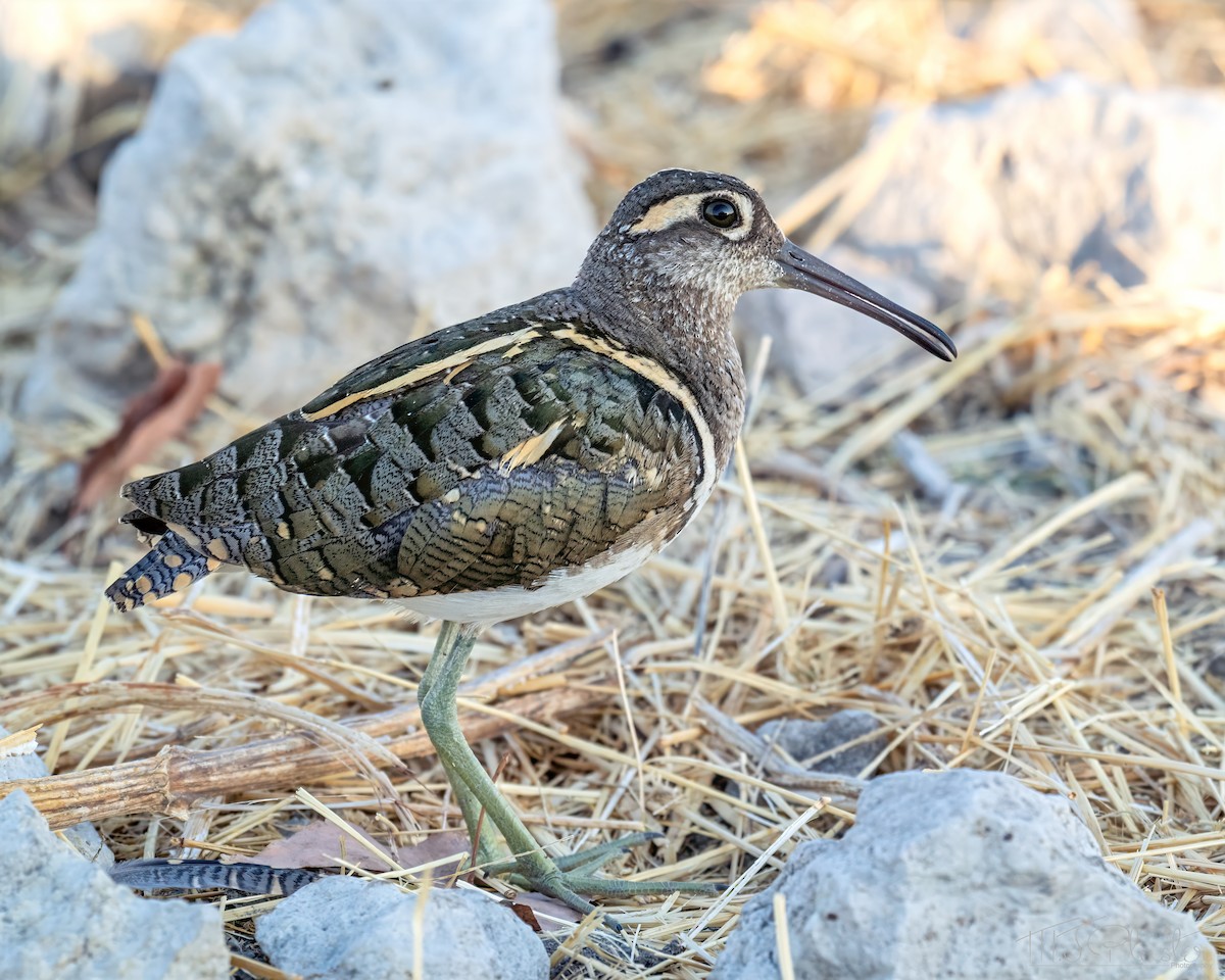 彩鷸 - ML648213641