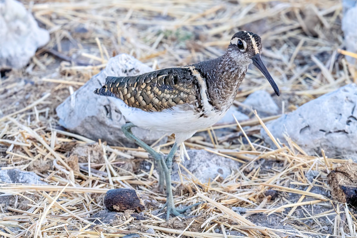 彩鷸 - ML648213642