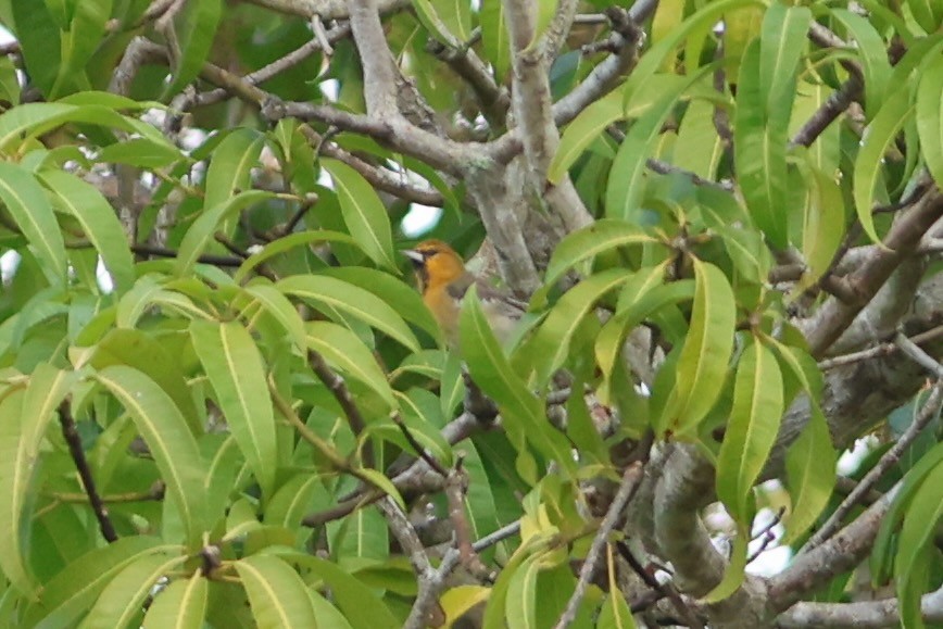 Bullock's Oriole - ML648213861