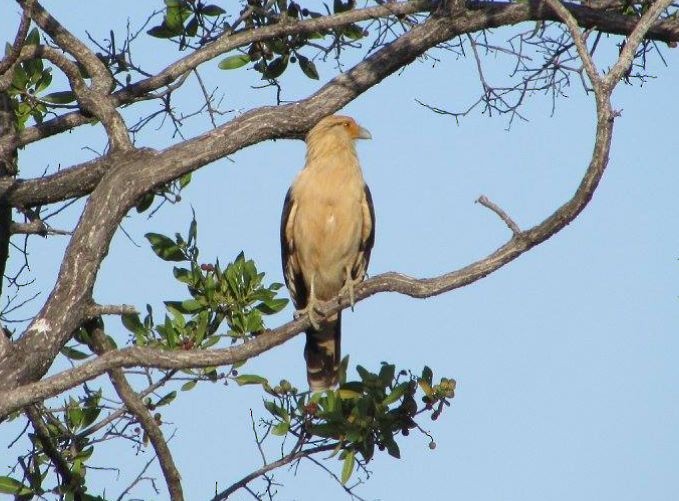 karančo jižní (ssp. cheriway) - ML648213893