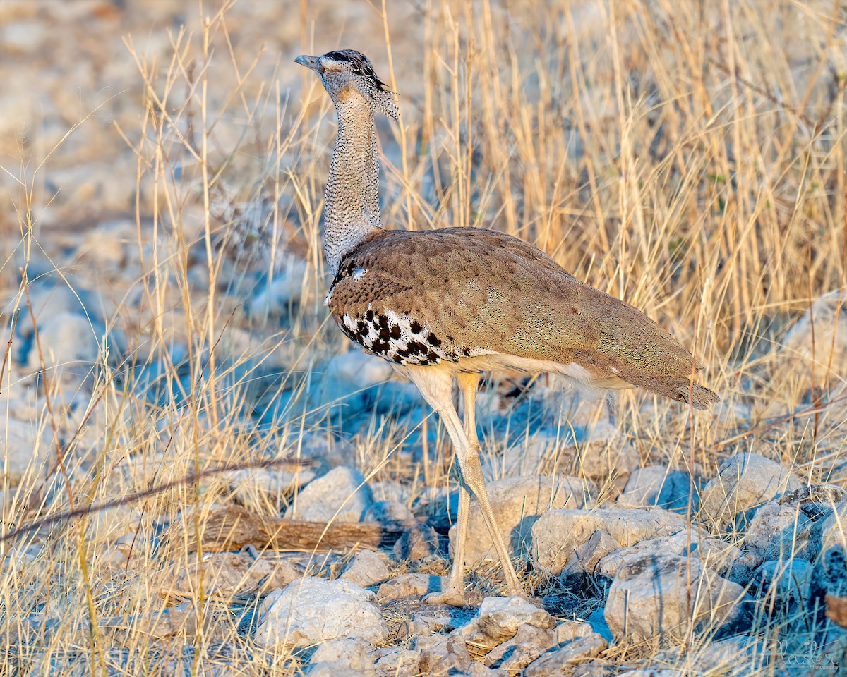 Kori Bustard - ML648214412