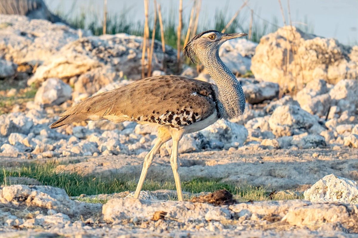 Kori Bustard - ML648214413