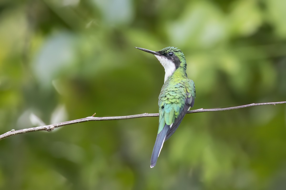 Черноухая колибри-фея - ML648214510