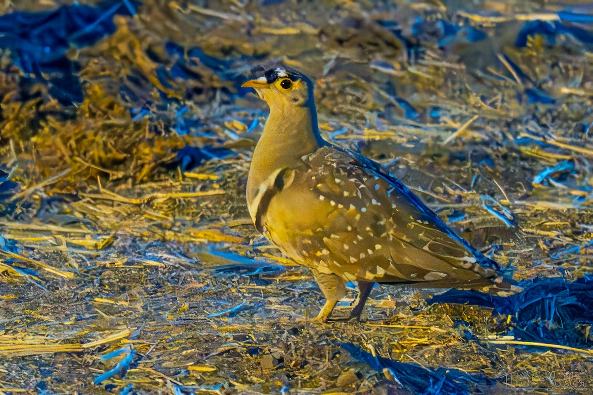 Double-banded Sandgrouse - ML648214909