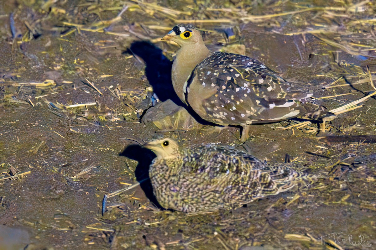 Double-banded Sandgrouse - ML648214910