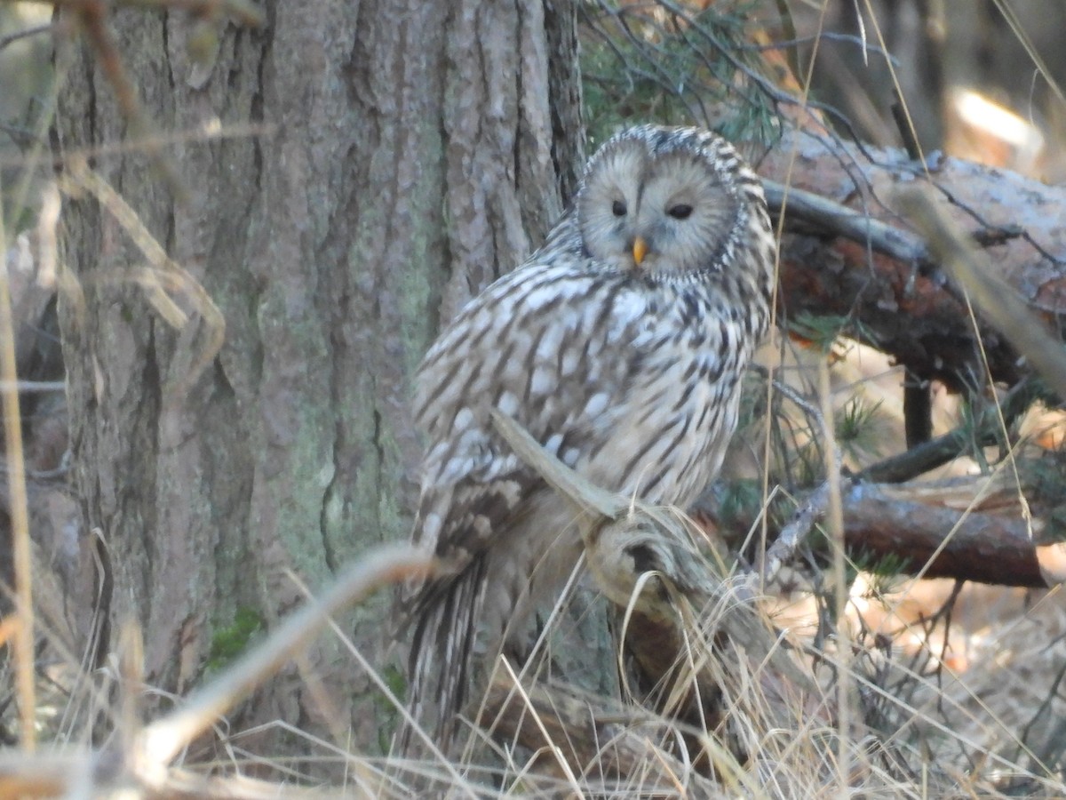 puštík bělavý - ML648215002