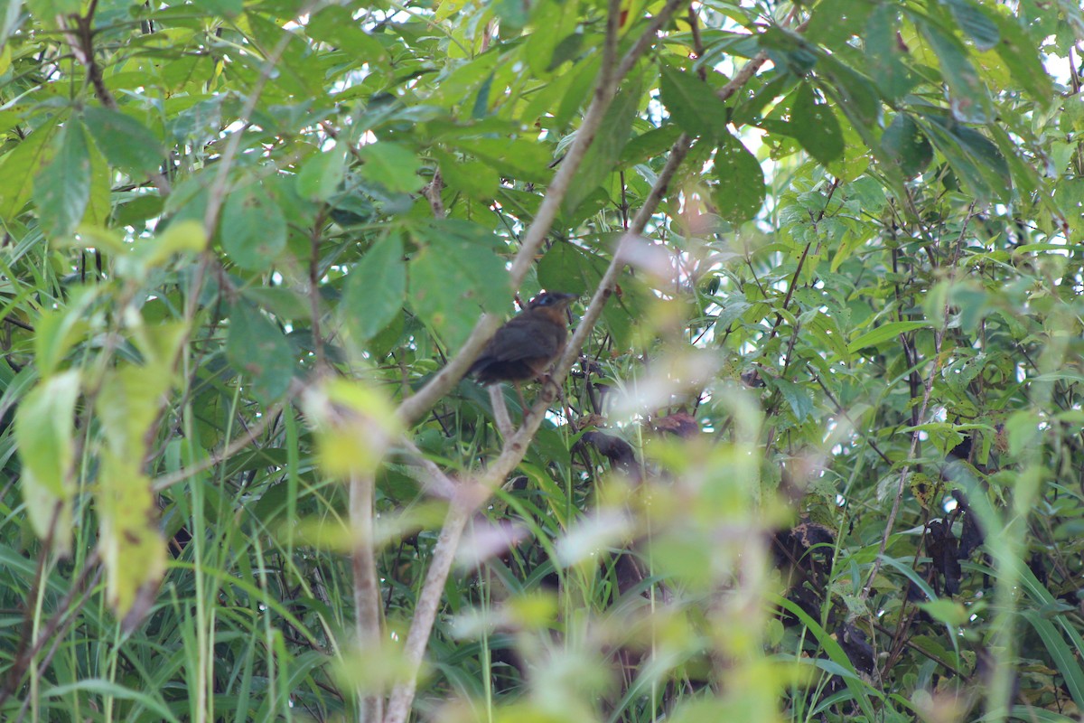 Lesser Ground-Cuckoo - Hermes Vega