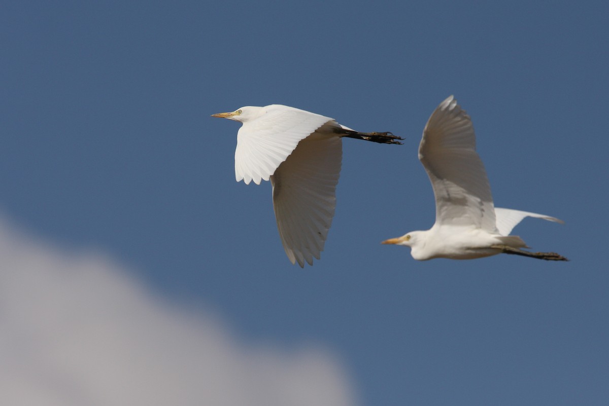 Western Cattle Egret - ML64821531