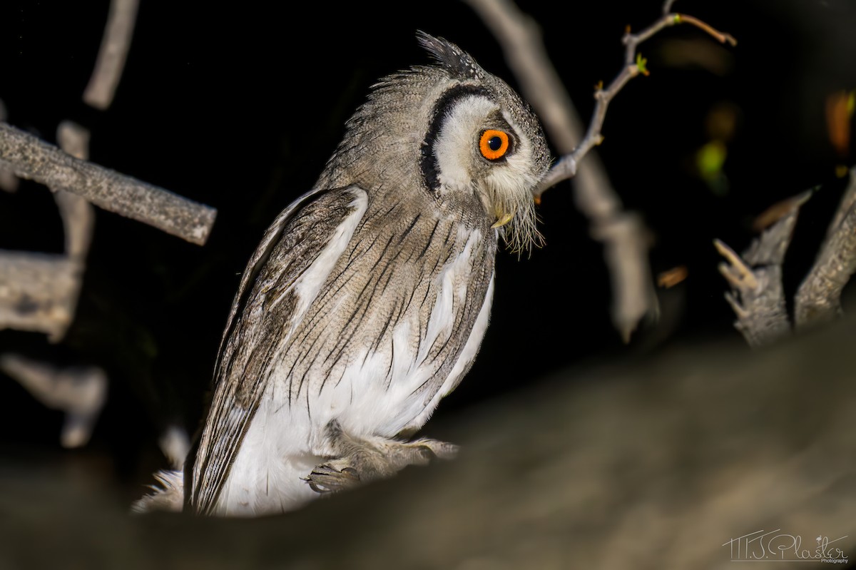 Southern White-faced Owl - ML648215331