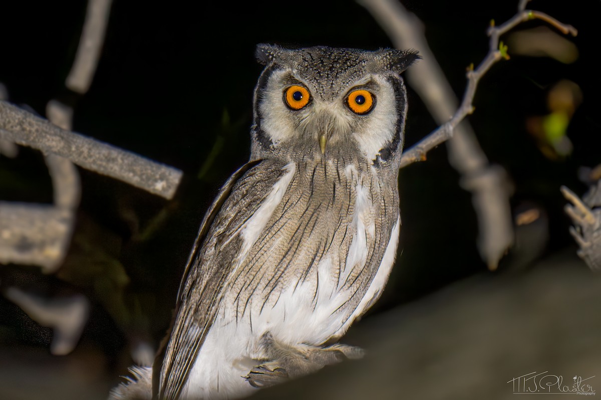 Southern White-faced Owl - ML648215332
