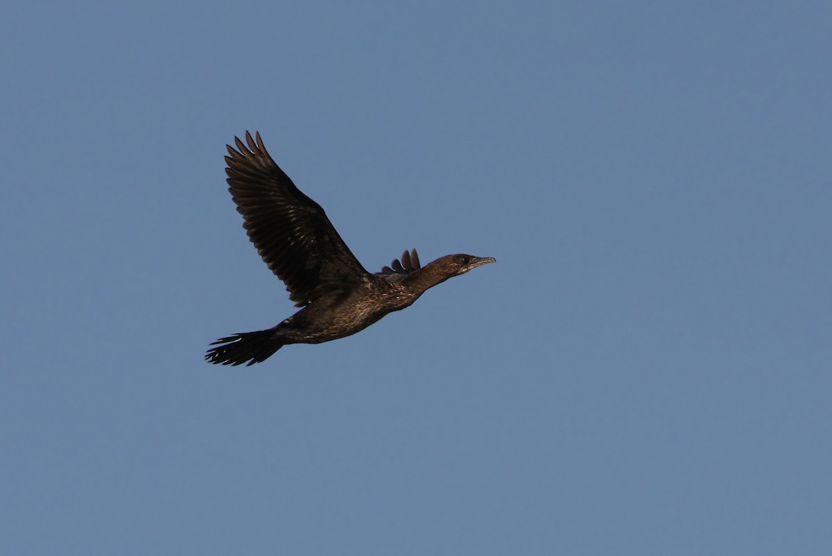 Pygmy Cormorant - ML64821541