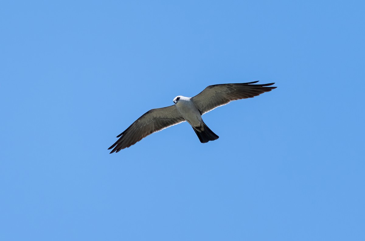 Mississippi Kite - ML648215571