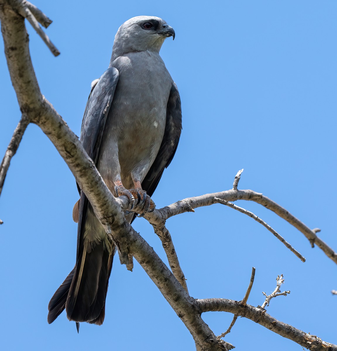 Mississippi Kite - ML648215674