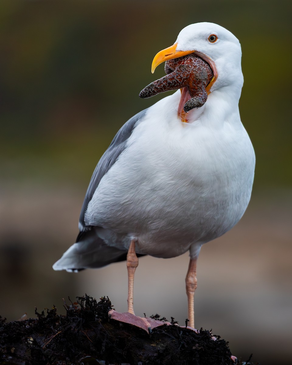 Western Gull - ML648216044