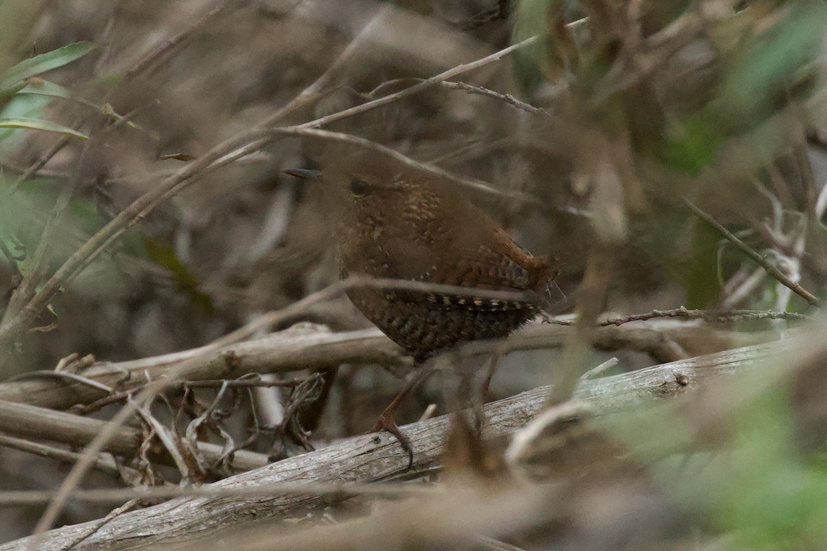 Winter Wren - ML648217259