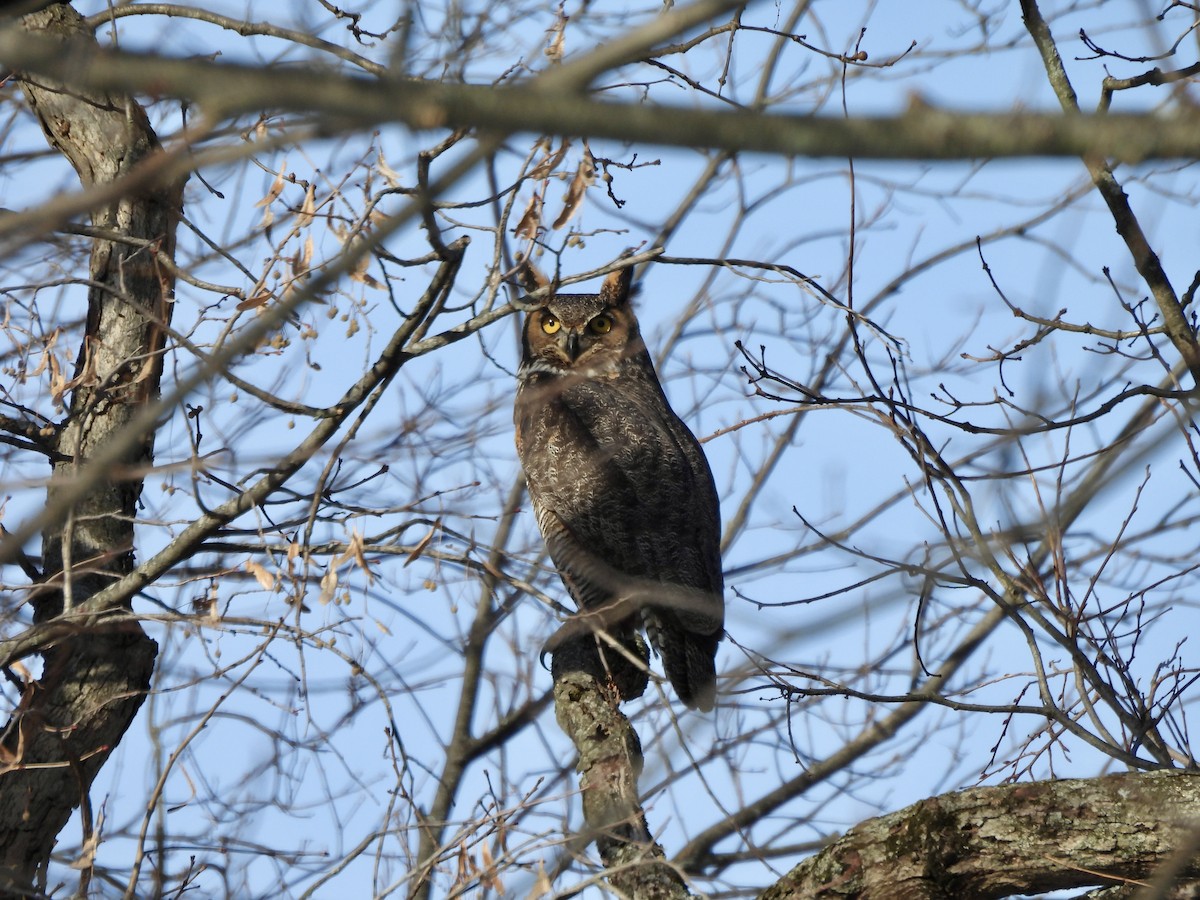 Virginiauhu - ML648217334