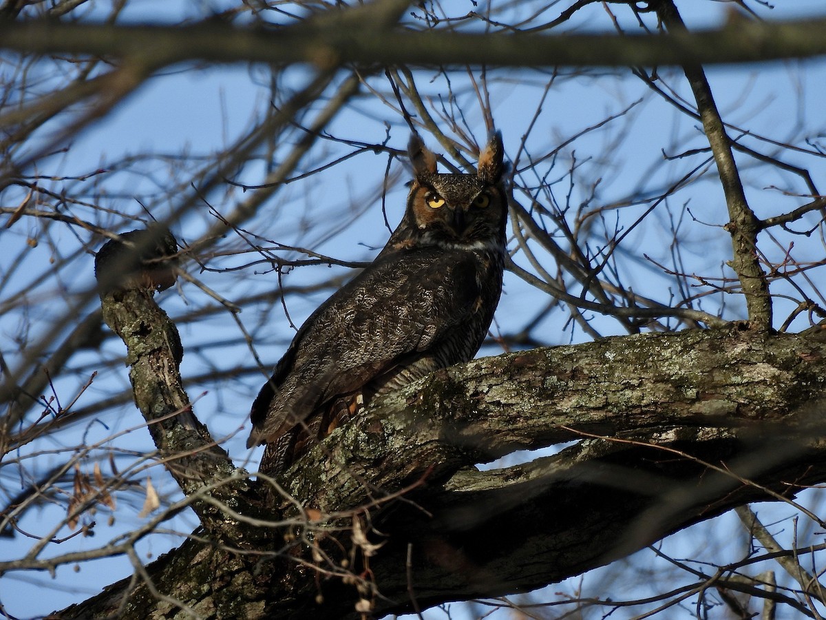 Virginiauhu - ML648217335