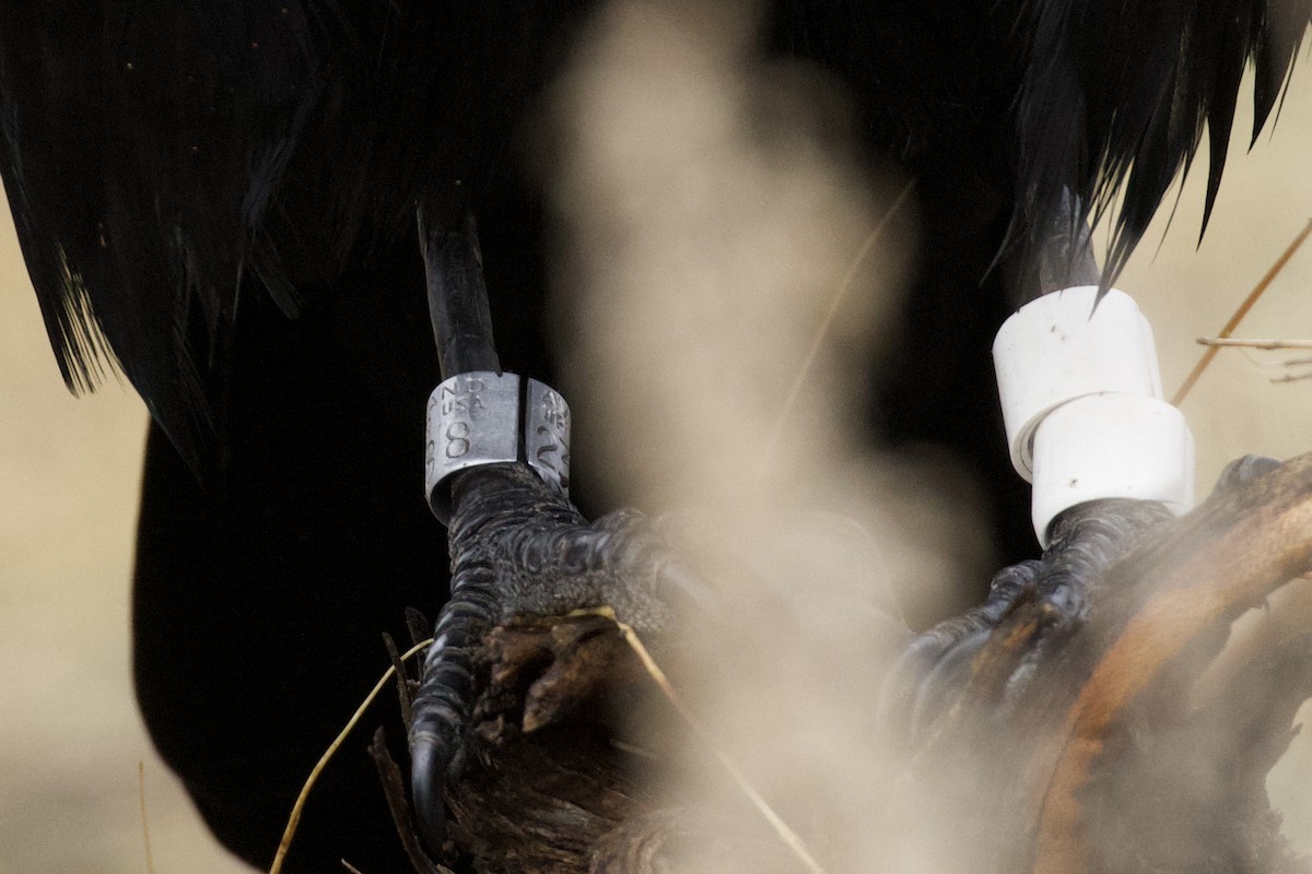Common Raven - ML648217511