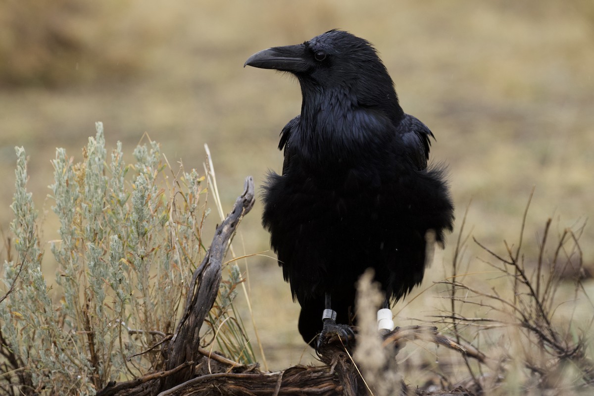 Common Raven - ML648217512