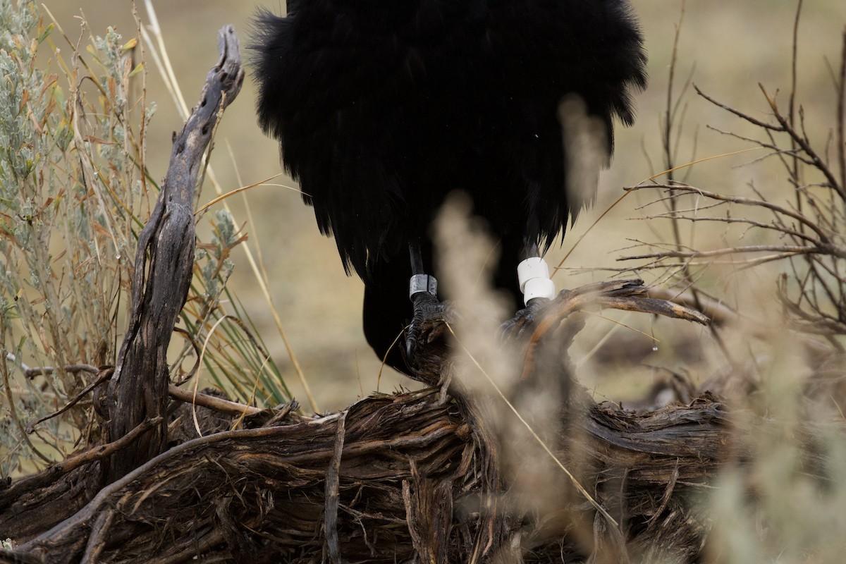 Common Raven - ML648217514