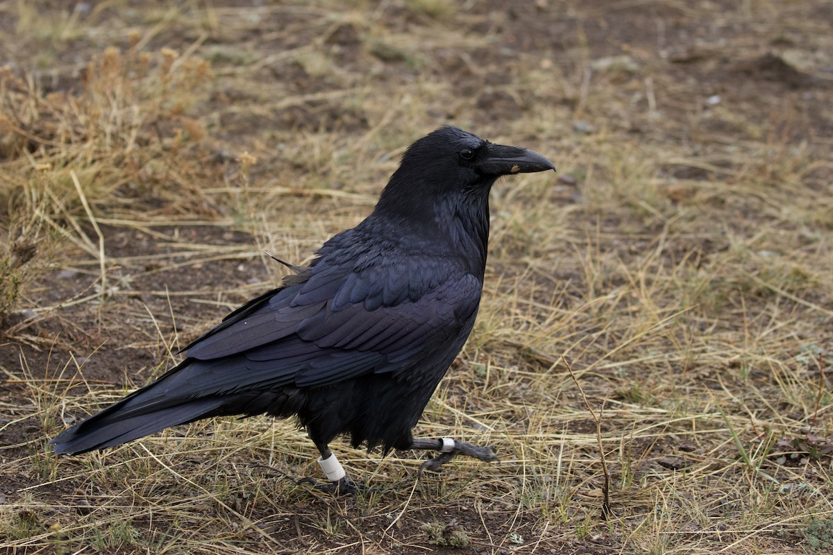 Common Raven - ML648217515