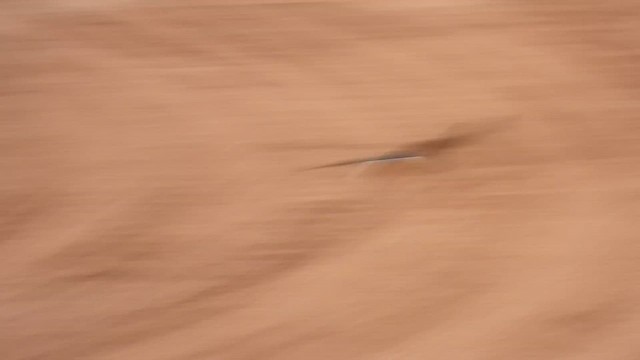 Northern Harrier - ML648218447