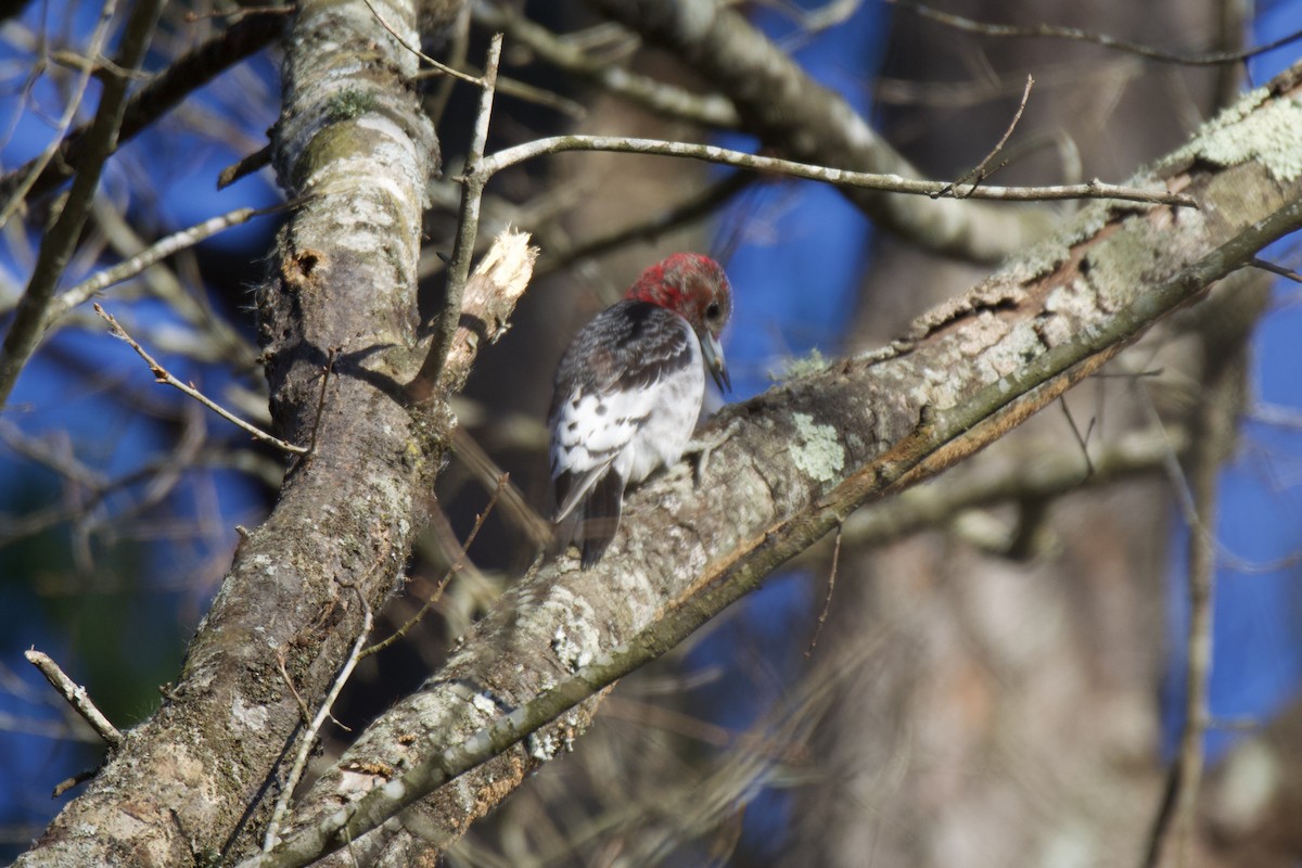 Red-headed Woodpecker - ML648218989
