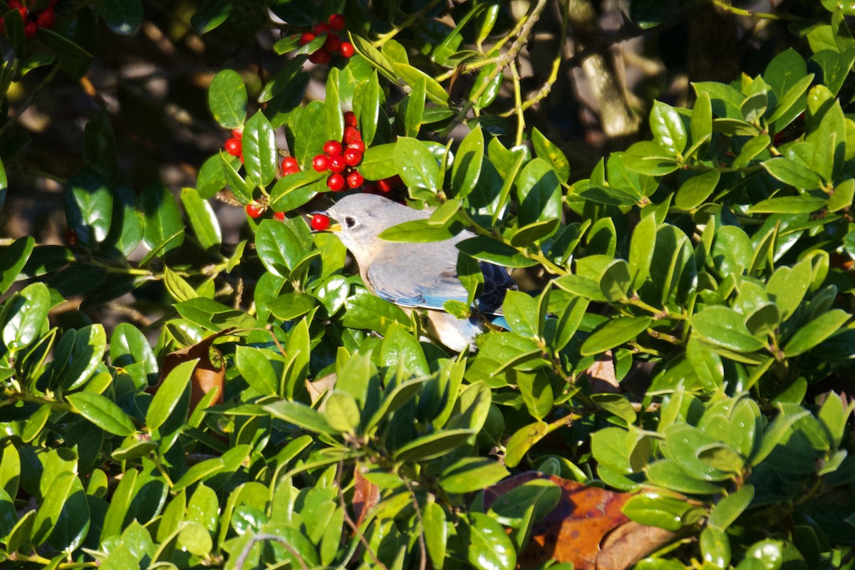 Eastern Bluebird - ML648218998