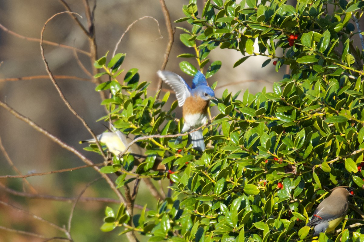 Eastern Bluebird - ML648218999