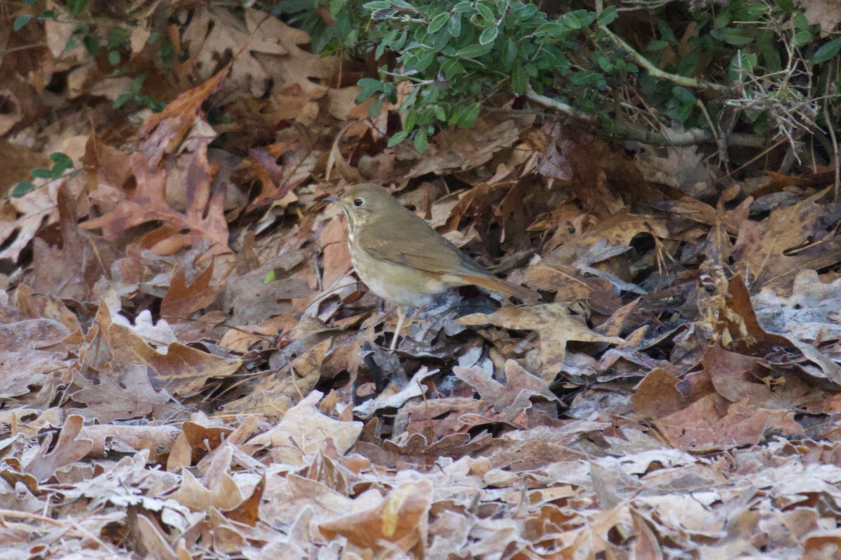 Hermit Thrush - ML648219018