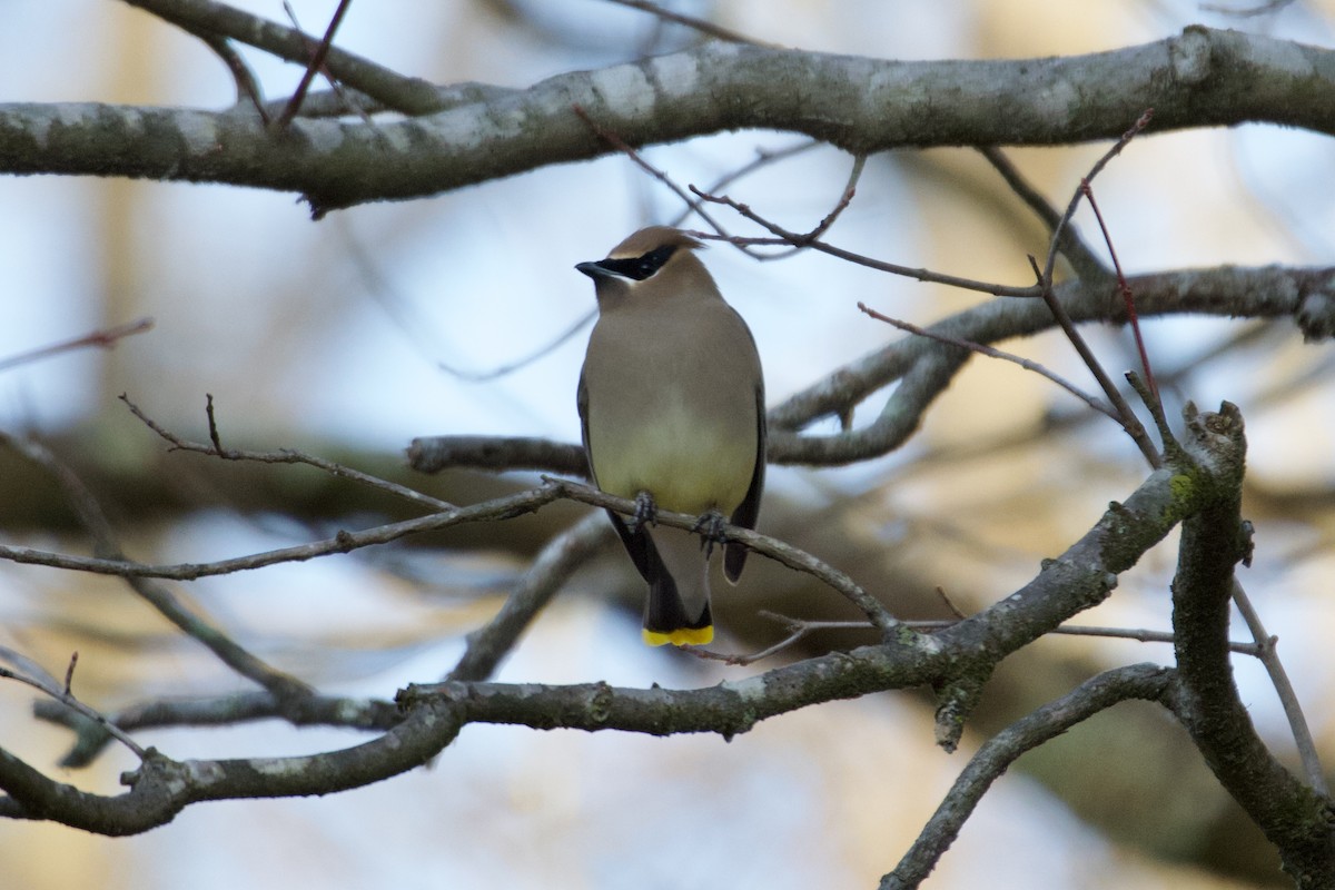 Cedar Waxwing - ML648219043