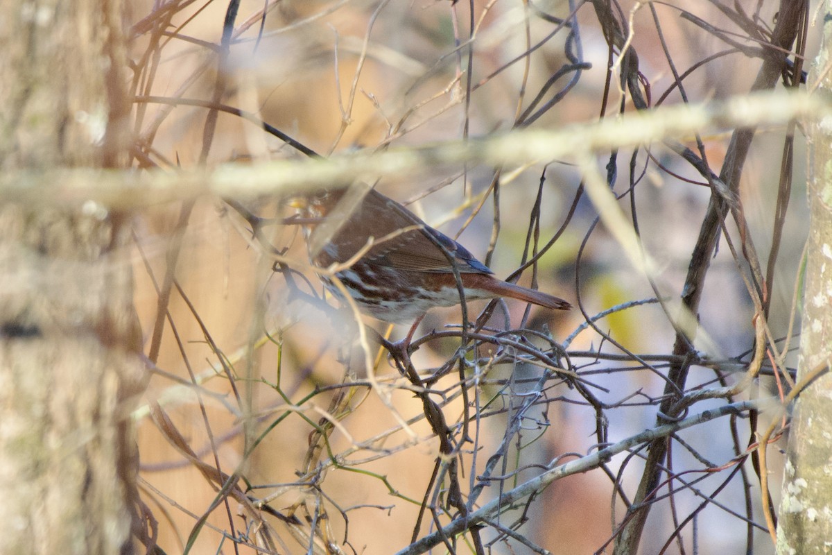 Fox Sparrow - ML648219058