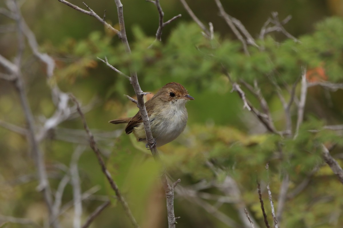 Fulvous-crowned Scrub-Tyrant - ML648219078