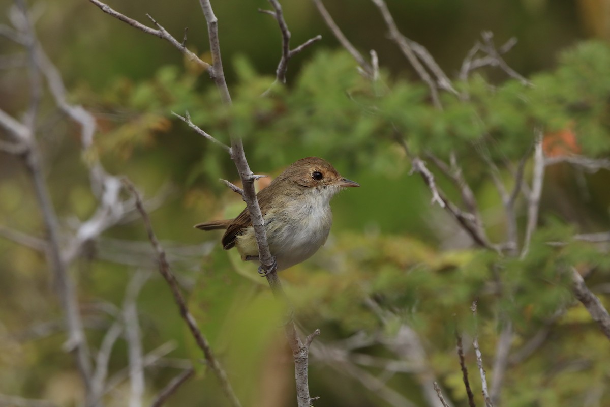Fulvous-crowned Scrub-Tyrant - ML648219079