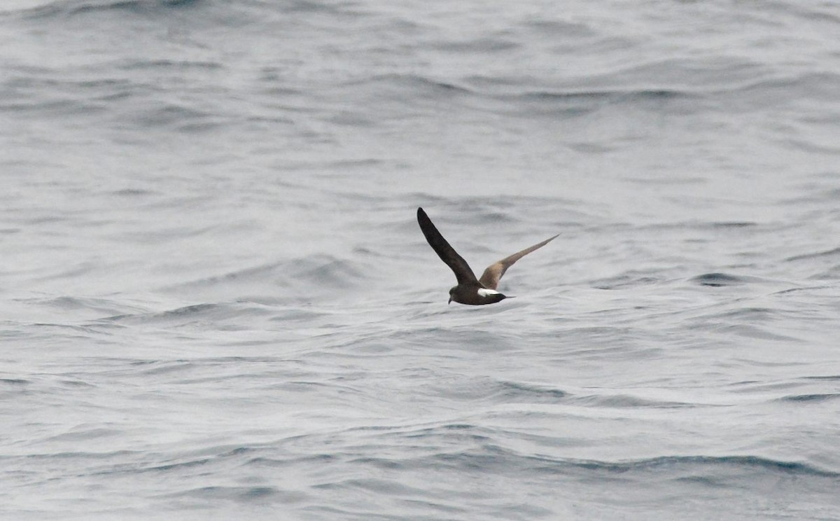 buřňáček Townsendův - ML648219548