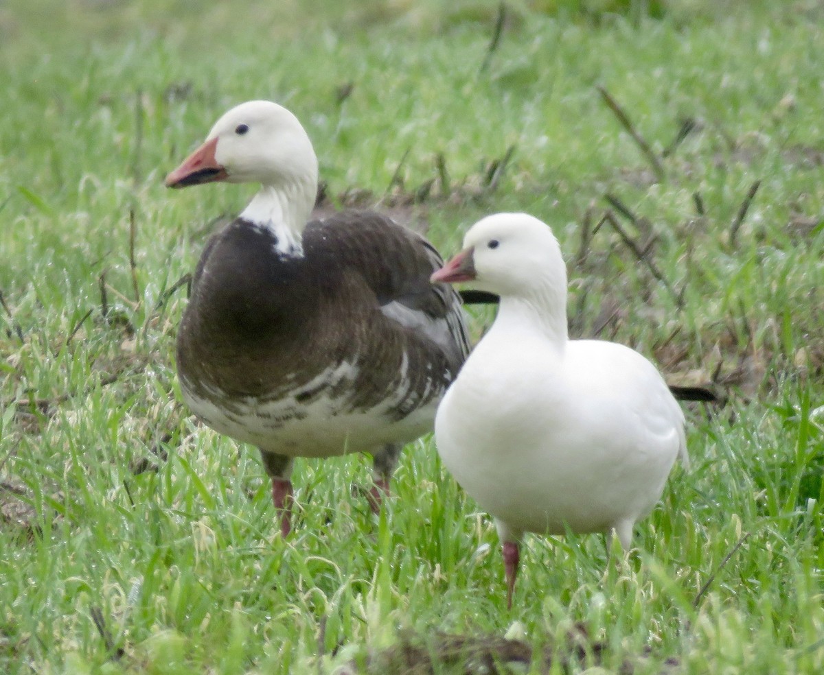 Ross's Goose - ML648220064