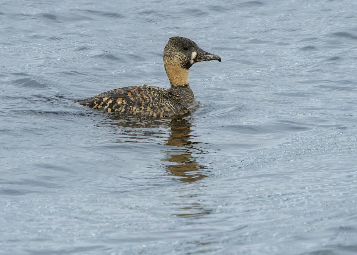 White-backed Duck - ML648220607