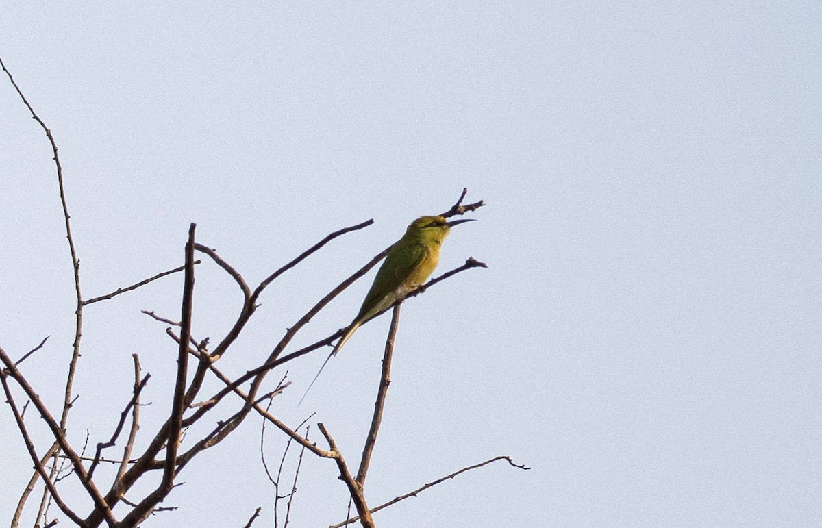 African Green Bee-eater - ML648222036