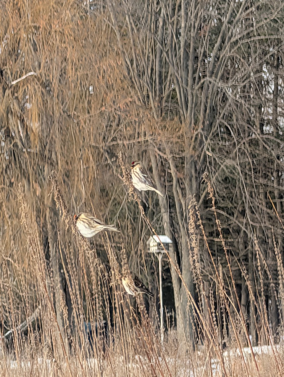 gråsisik - ML648222249