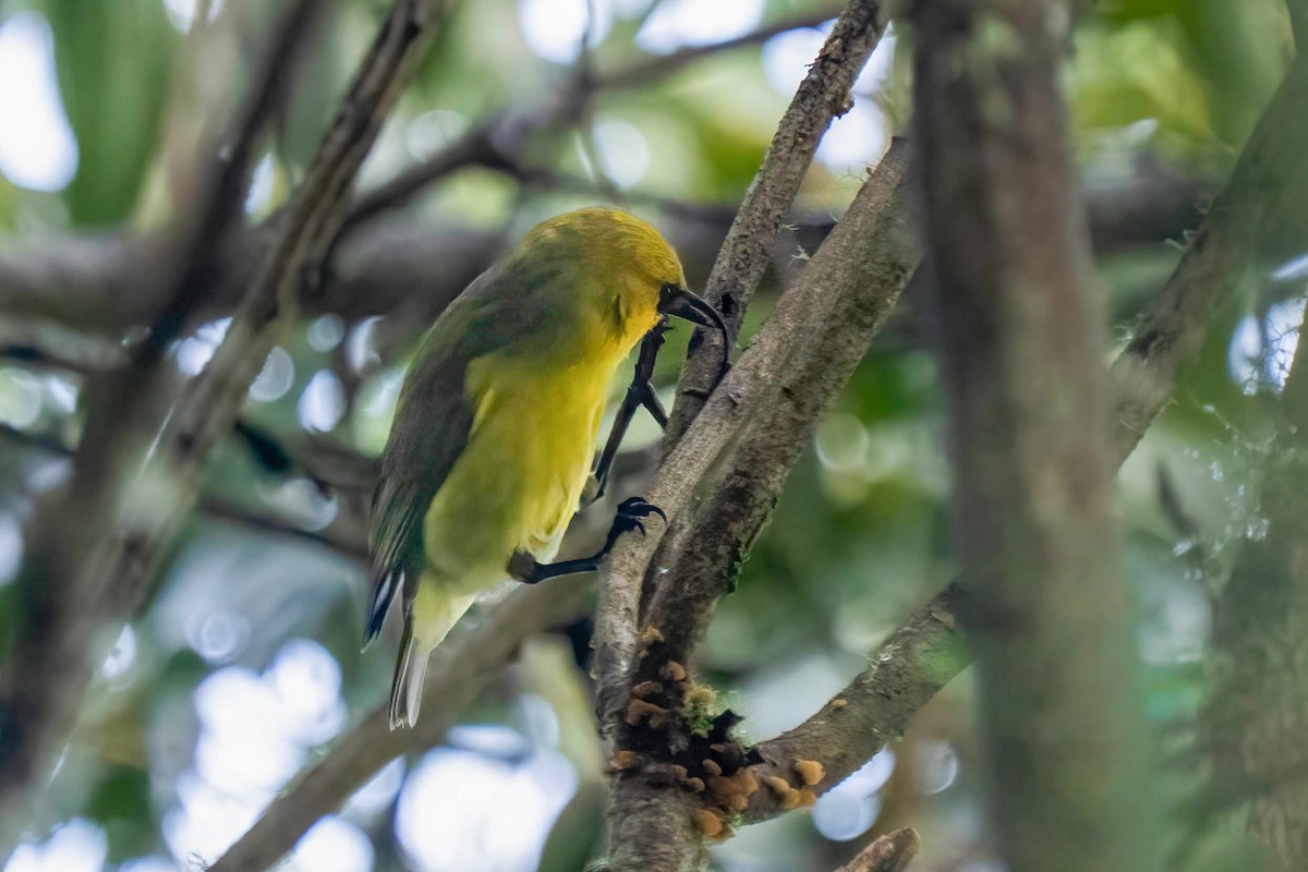 Akiapolaau - ML648223494