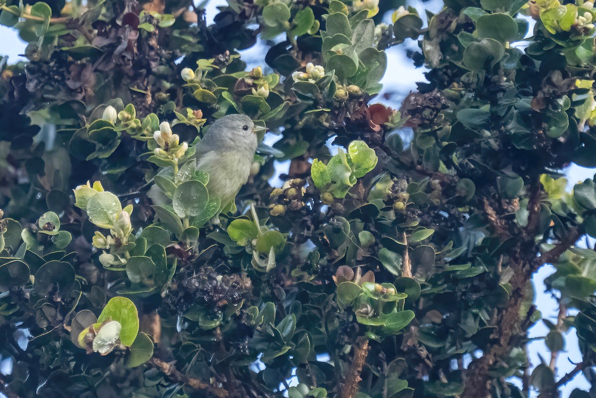 Hawaii Akepa - ML648223571