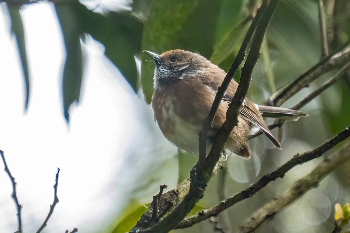 Hawaii Elepaio - ML648223597