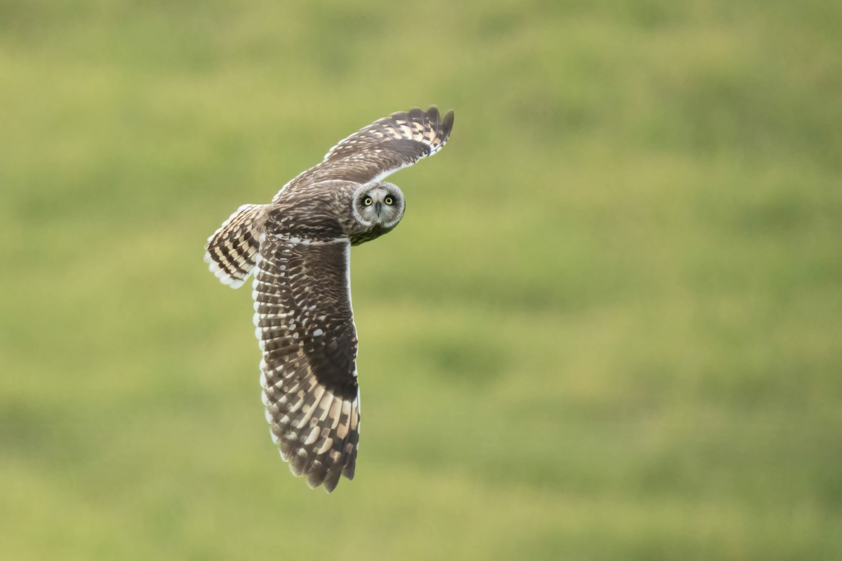 Short-eared Owl - ML648223716