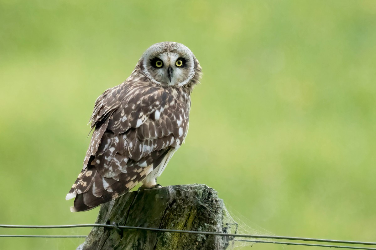 Short-eared Owl - ML648223717
