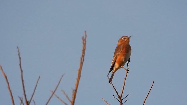 Eastern Bluebird - ML648225277