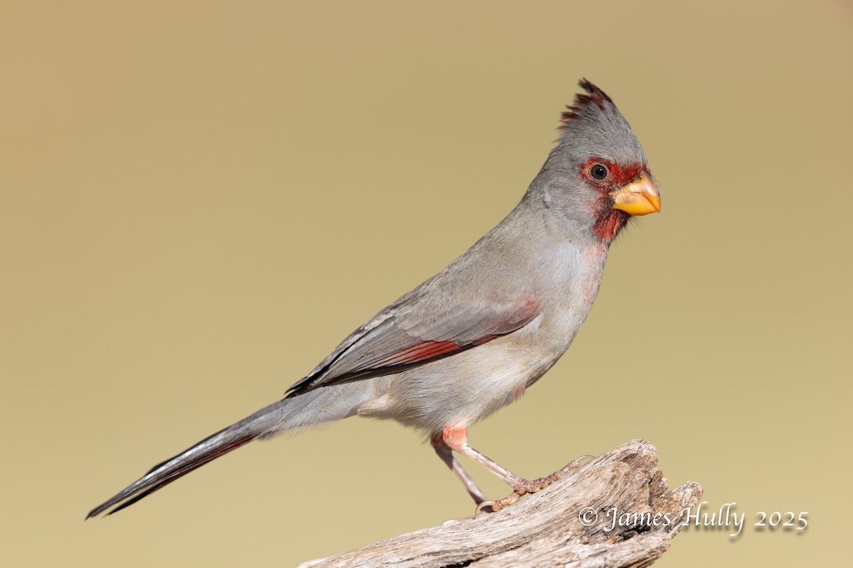 Pyrrhuloxia - ML648225392