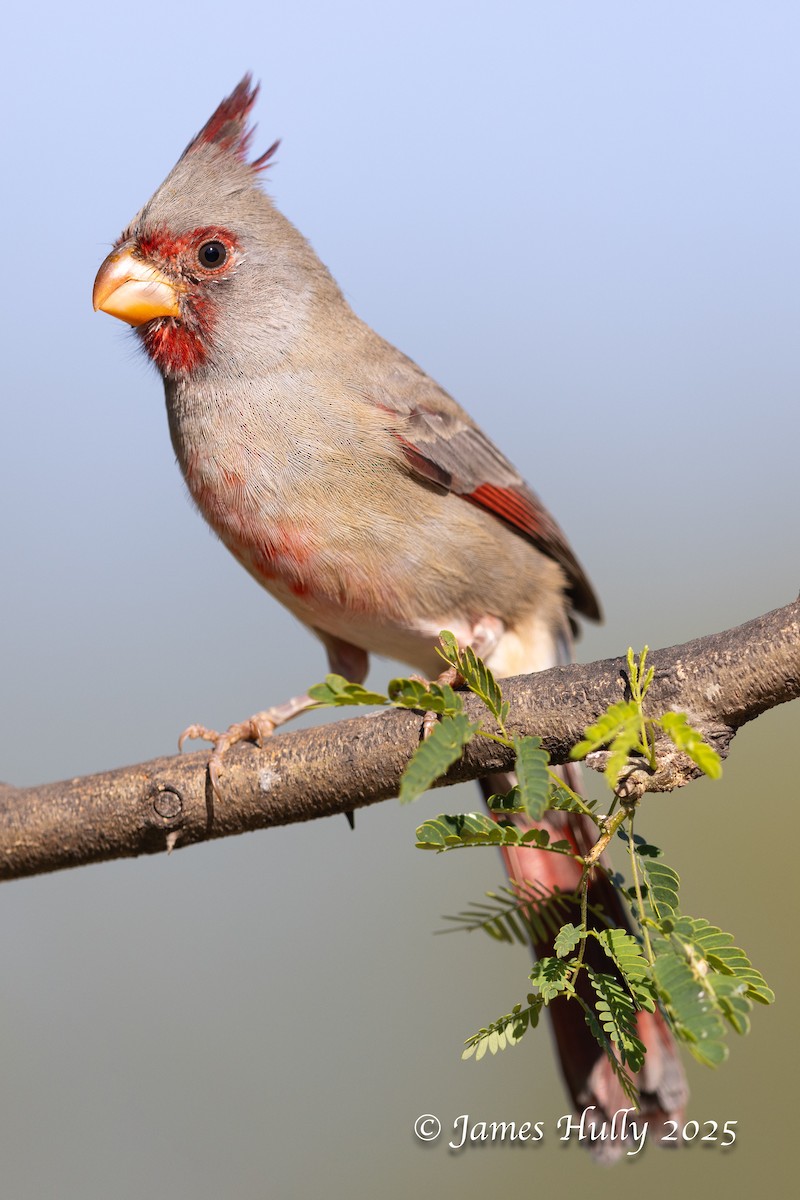Pyrrhuloxia - ML648225403