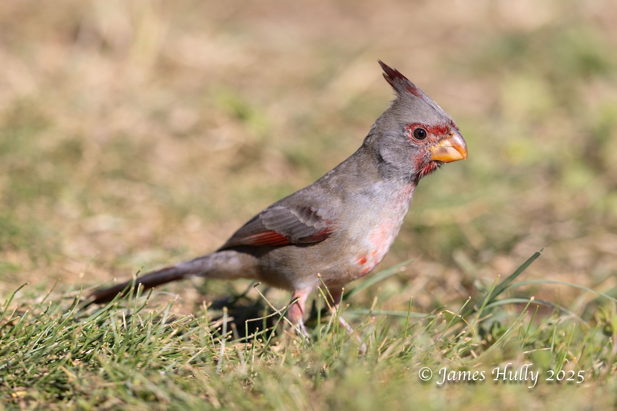 Pyrrhuloxia - ML648225413
